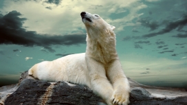 北极熊的梦想