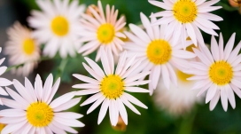 黄白小花瓣壁纸