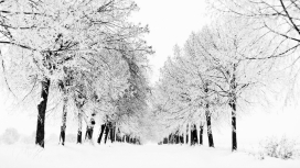 冬季道路-被雪覆盖的树林路