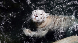 游泳的白老虎