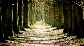 绿树成荫的道路
