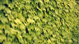 夏天常春藤墙壁