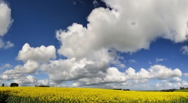 蓝天白云下的油菜籽花场壁纸