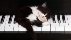 钢琴kitten猫