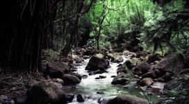 雨林小溪壁纸