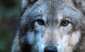 灰太狼面部写真壁纸