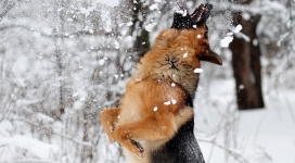 牧羊犬玩雪
