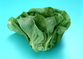 绿色小白菜壁纸