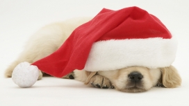 圣诞老人的小狗