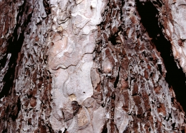 高清晰纹理树皮疙瘩壁纸