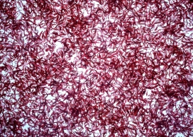 晒干的海鲜虾食材壁纸