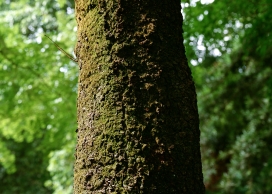 高清晰树干植物壁纸