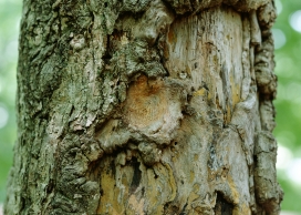 高清晰大树写真壁纸