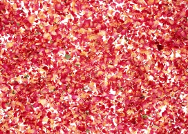 红色花瓣絮壁纸