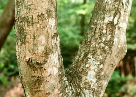 高清晰树木写真壁纸