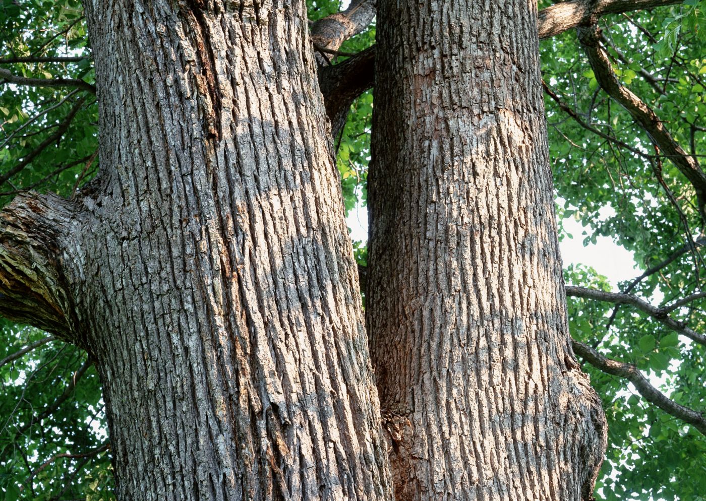 高清晰树林大树干壁纸图片