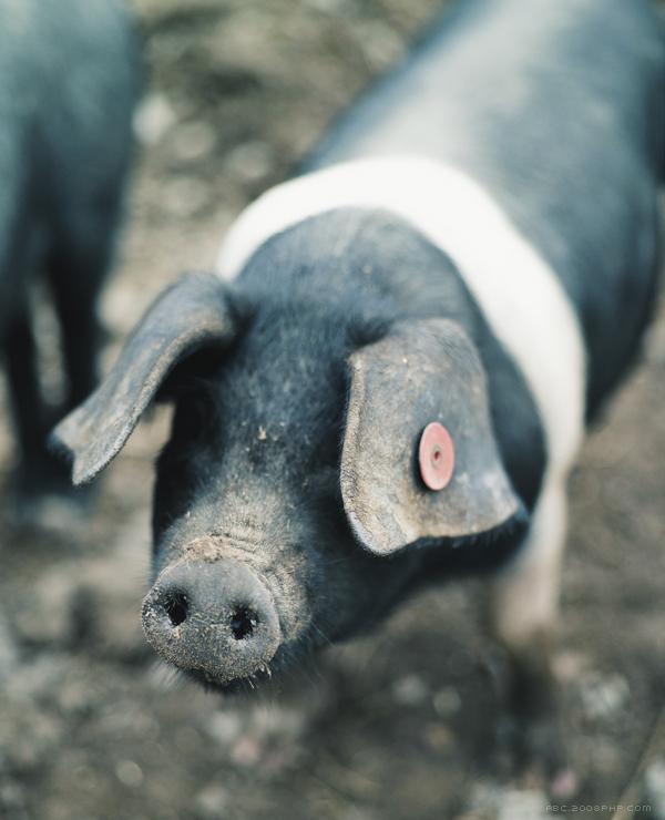 The Agrarian Kitchen-农家厨房记录图---酷图编号7