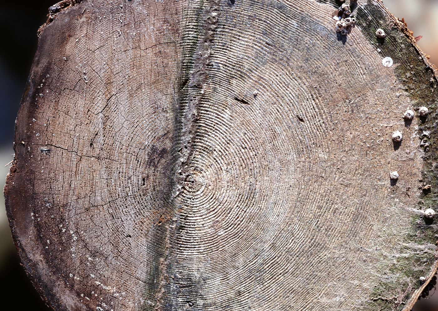 高清晰树干年轮壁纸图片