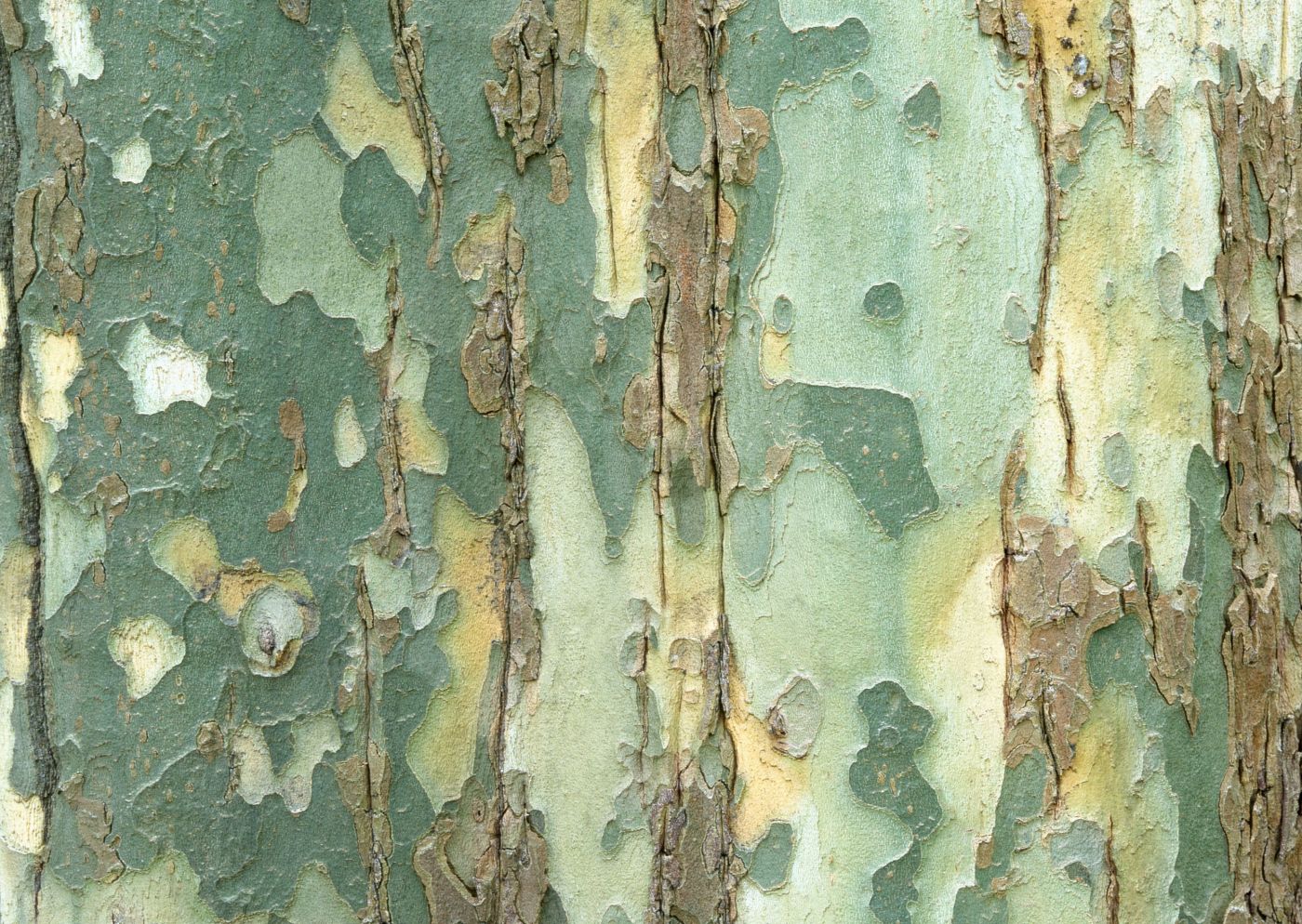 高清晰白桦树皮壁纸图片