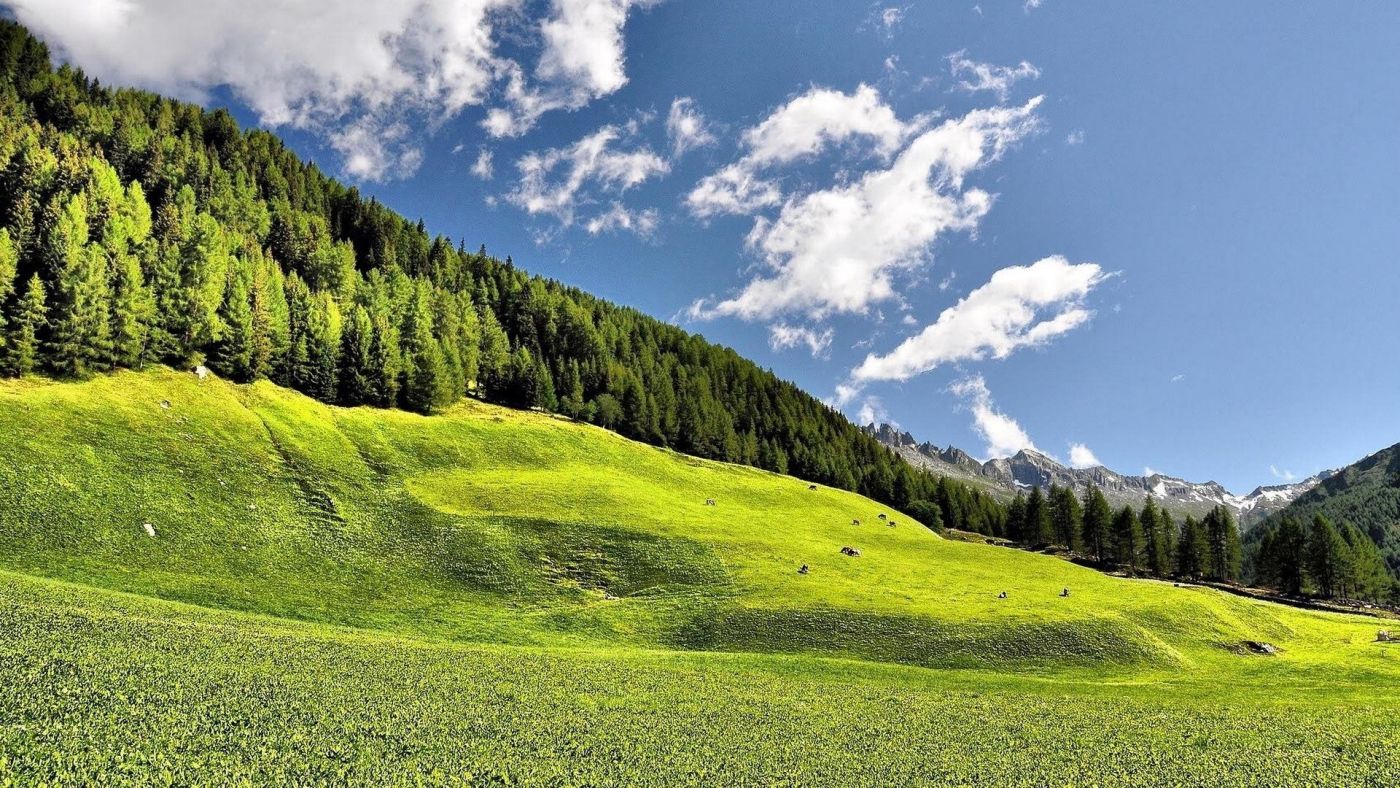 高清晰密布山丘的森林草地图片