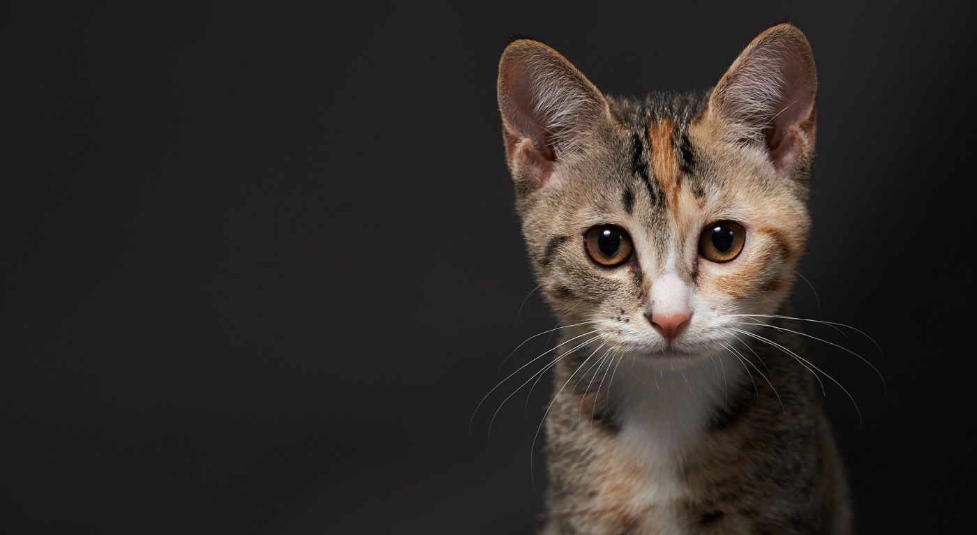 可爱的小花猫壁纸图片