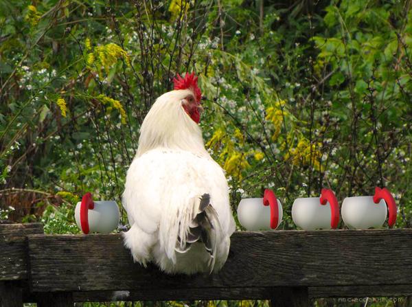 Rooster Set金鸡白壶---酷图编号5