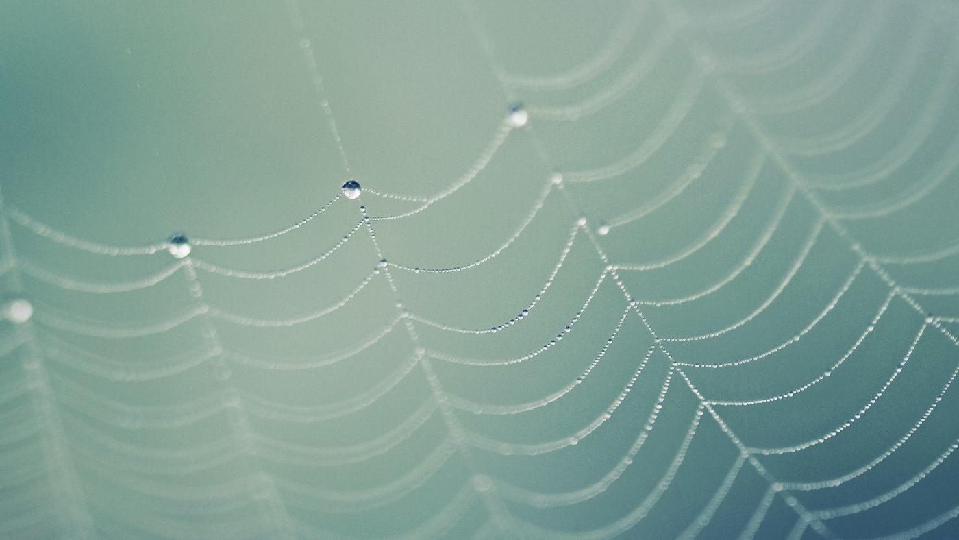 水滴蜘蛛网图片