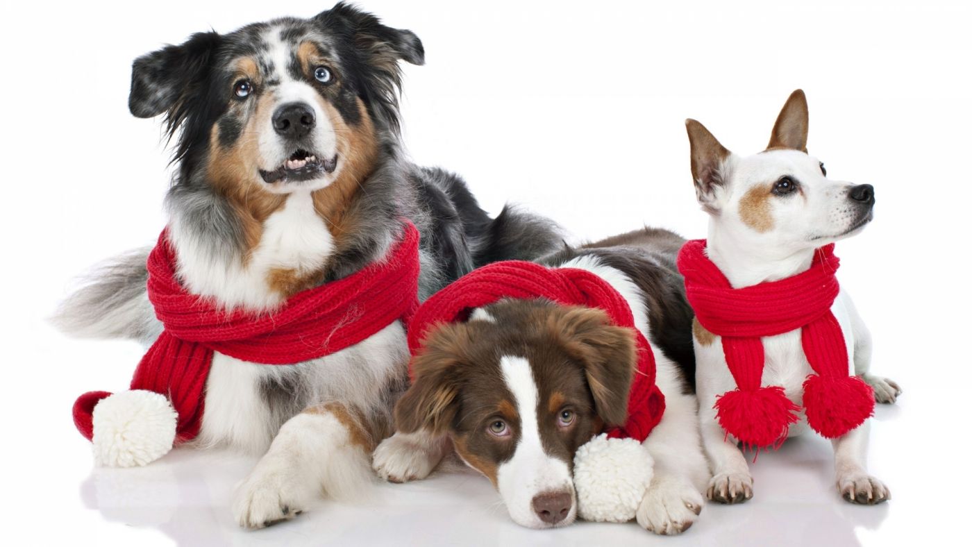 三只戴红色绸缎的狗图片
