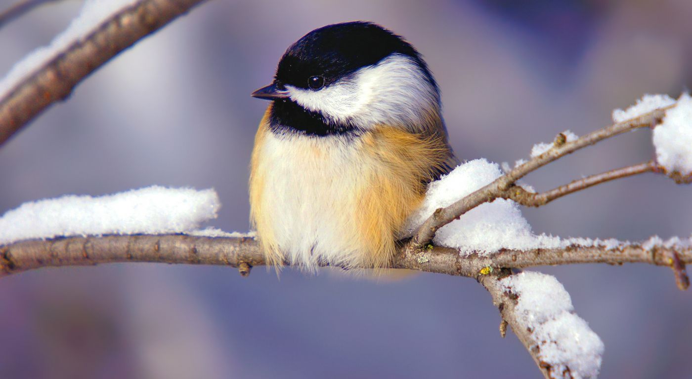 微小的小鸟图片