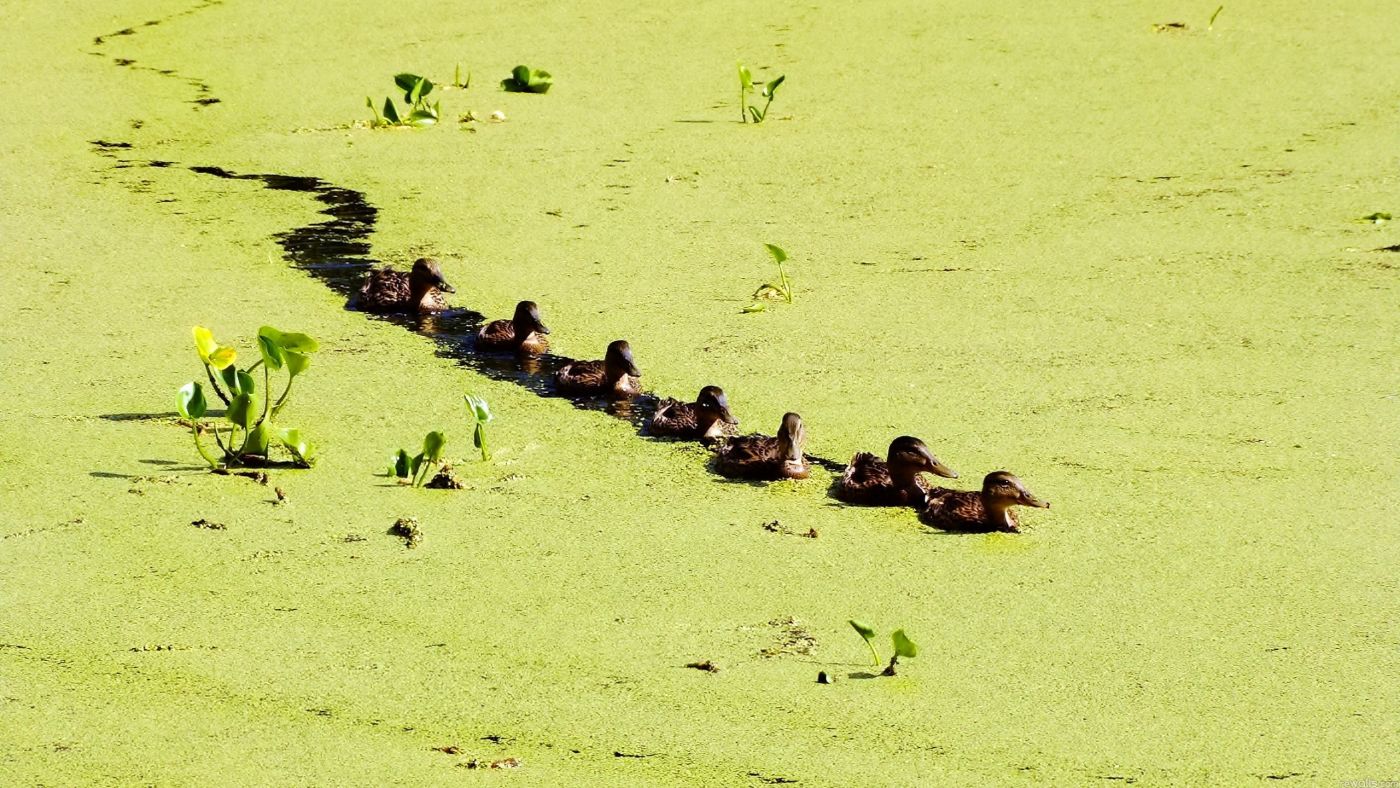 排列整齐玩耍的池塘鸭子图片