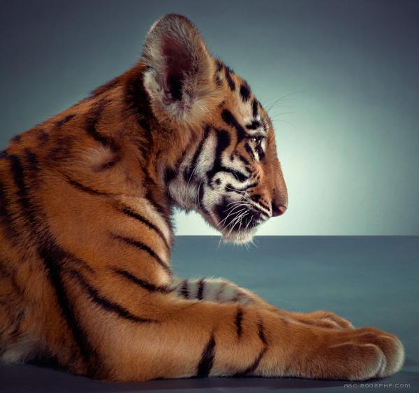 猫科动物幼崽肖像---酷图编号10