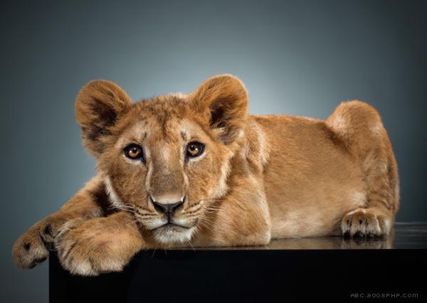 猫科动物幼崽肖像---酷图编号4