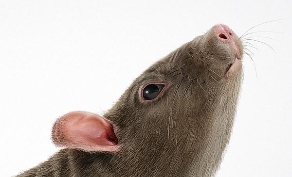 Boecker-病虫害插画-里面有蚂蚁-老鼠-蟑螂插画---酷图编号12