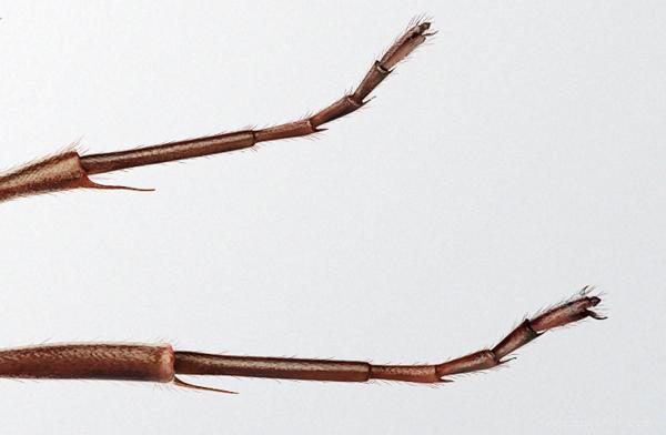 Boecker-病虫害插画-里面有蚂蚁-老鼠-蟑螂插画---酷图编号2