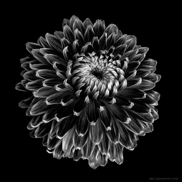 Presence-花卉黑白照片---酷图编号3