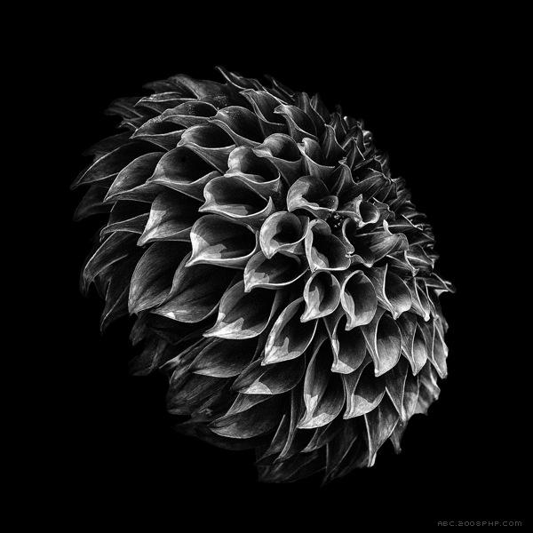 Presence-花卉黑白照片---酷图编号2