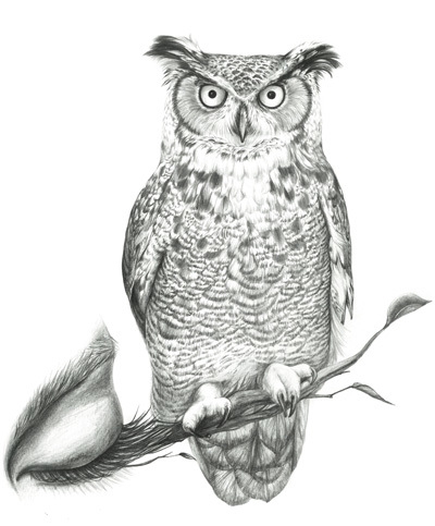 animals动物黑白插画