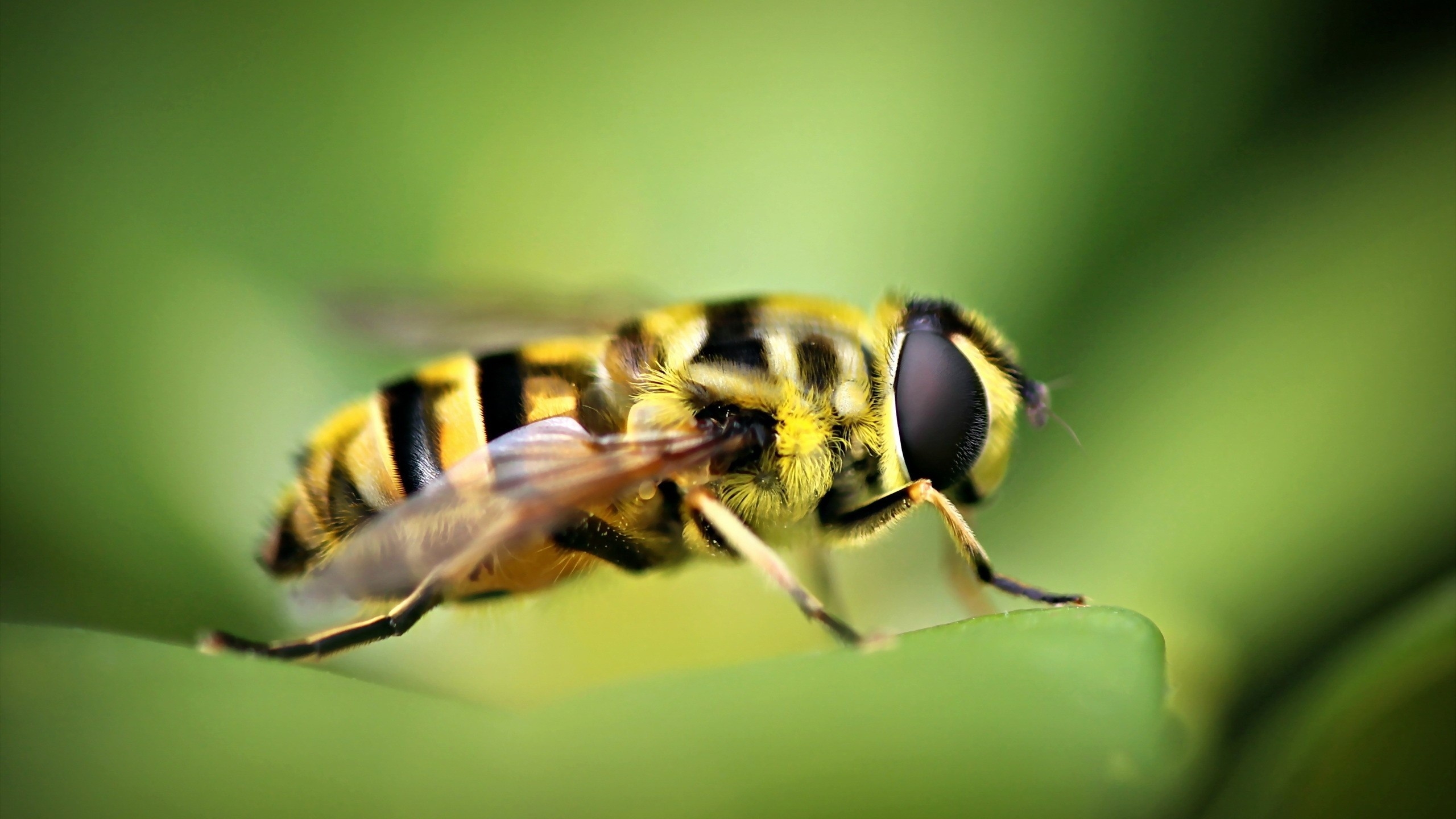 黄蜂的种类图片