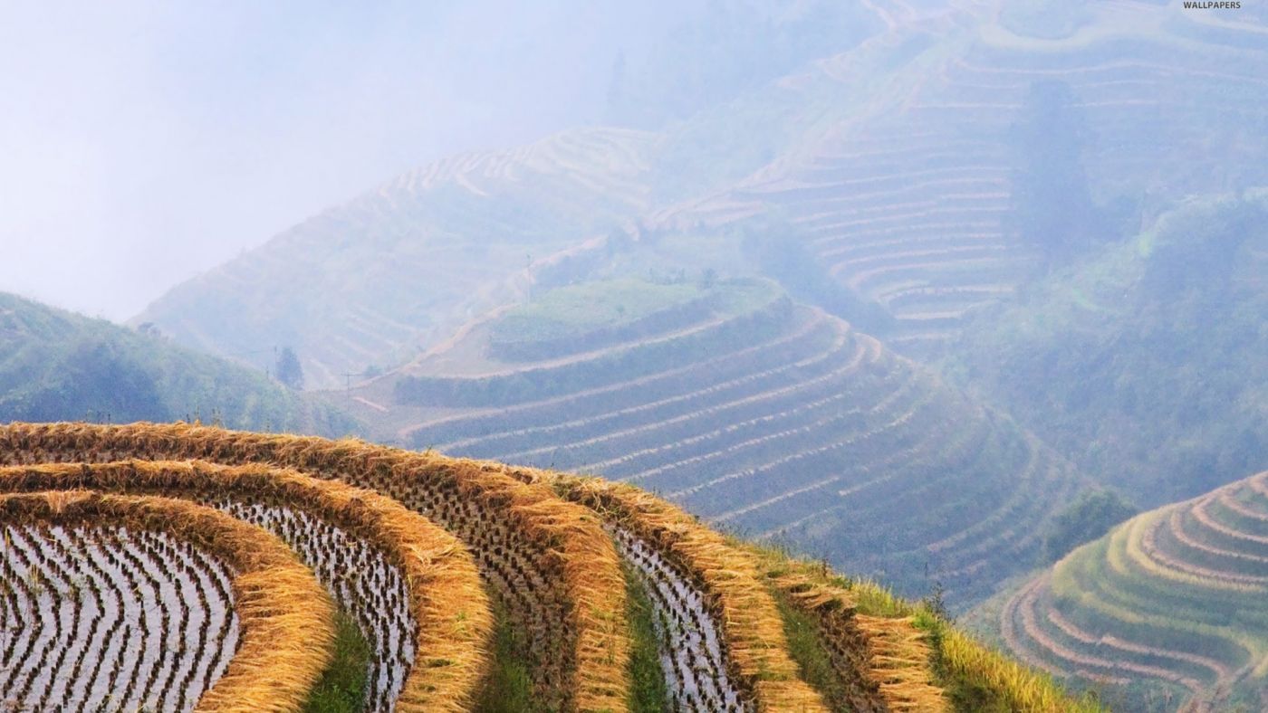 梯形稻田自然美景图片