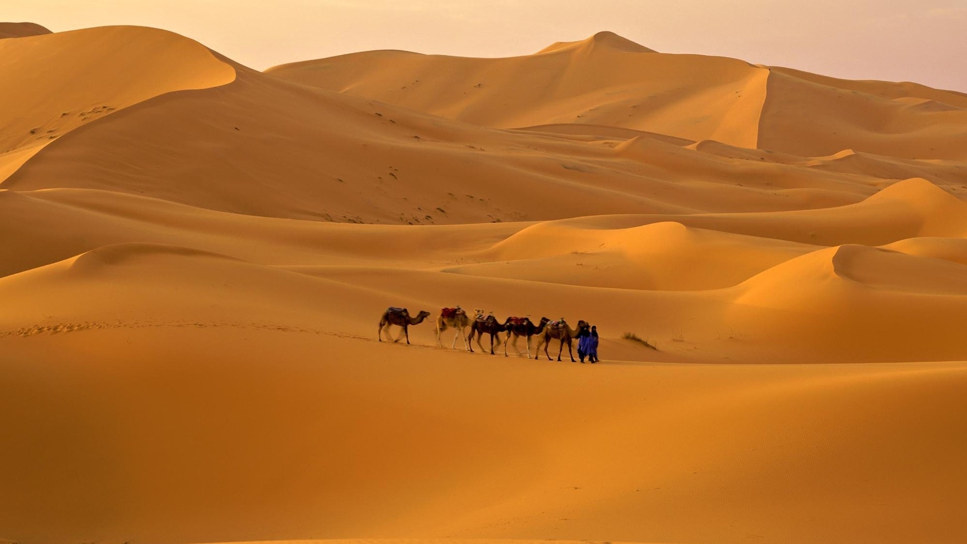 骆驼 沙漠 迪拜 - Pixabay上的免费照片 - Pixabay
