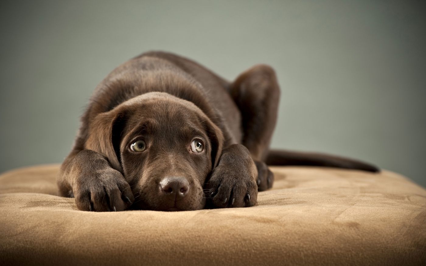 狗狗在床上素材-狗狗在床上图片-狗狗在床上素材图片下载-觅知网