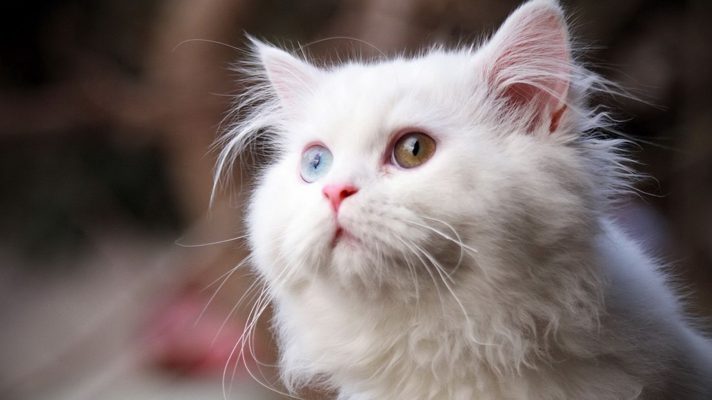 高清晰白猫壁纸 手机移动版 高清晰白猫壁纸 手机移动版