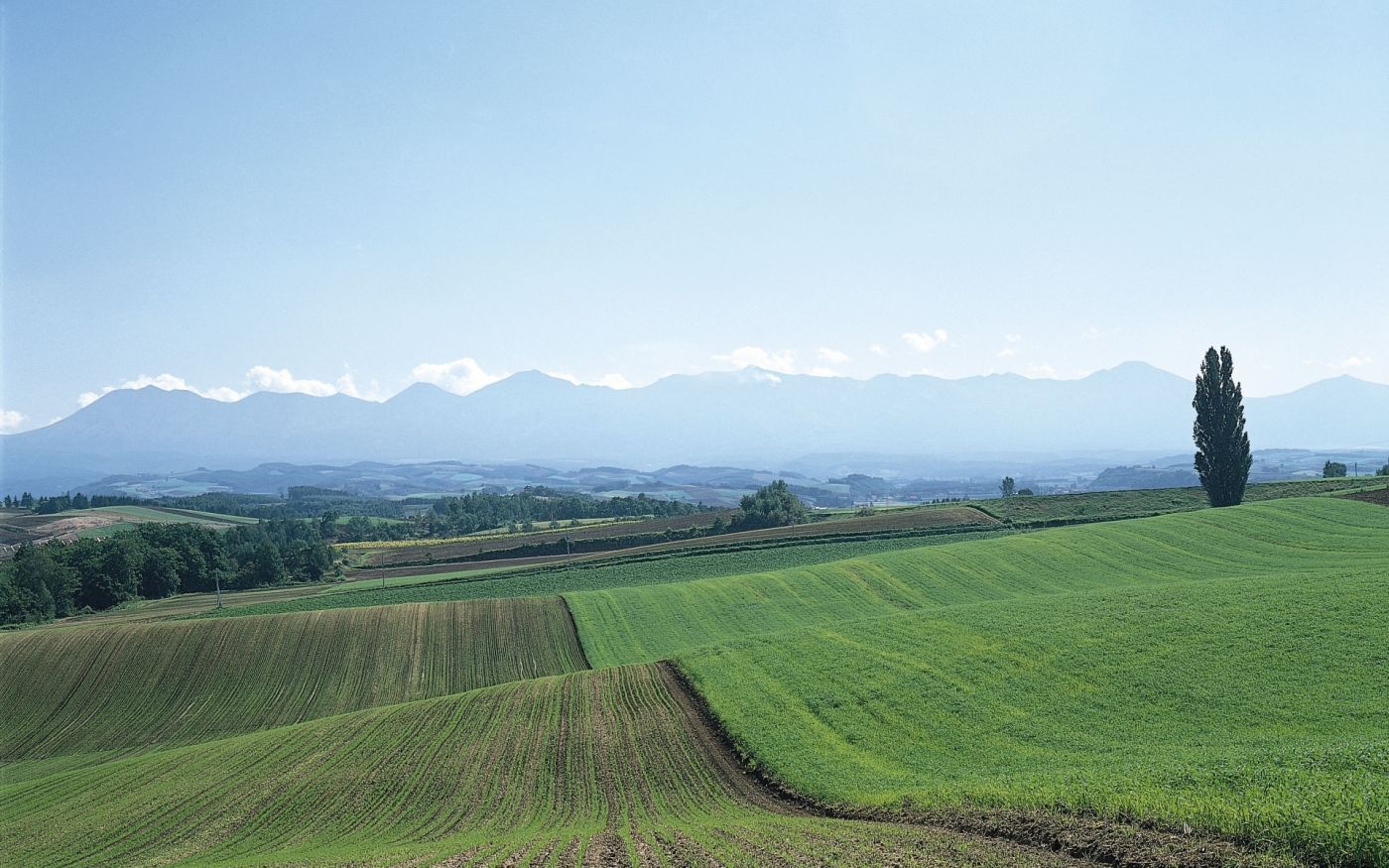 绿色丘陵树山植被图片