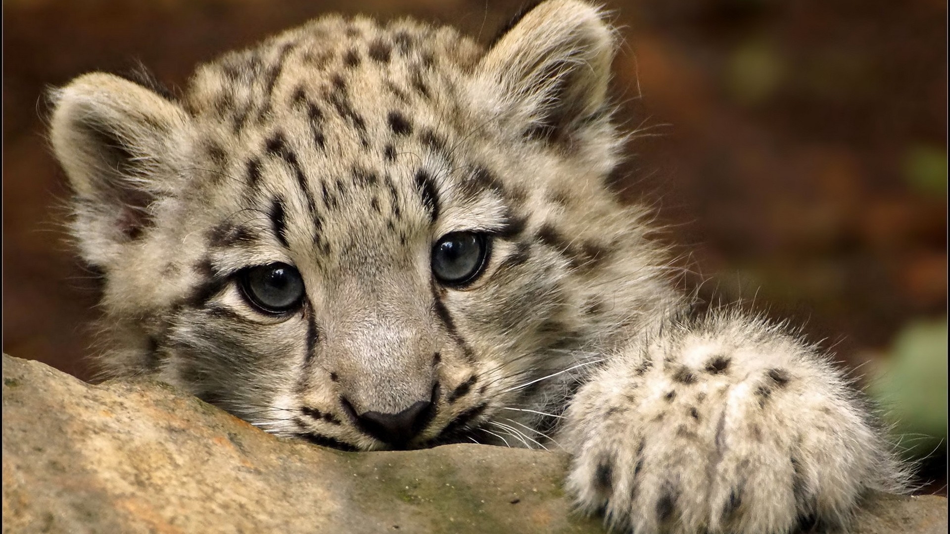 Two adorable snow leopard cubs make their debut at Stone Zoo - The Boston Globe