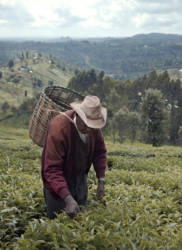 肯尼亚茶农人物肖像---酷图编号15