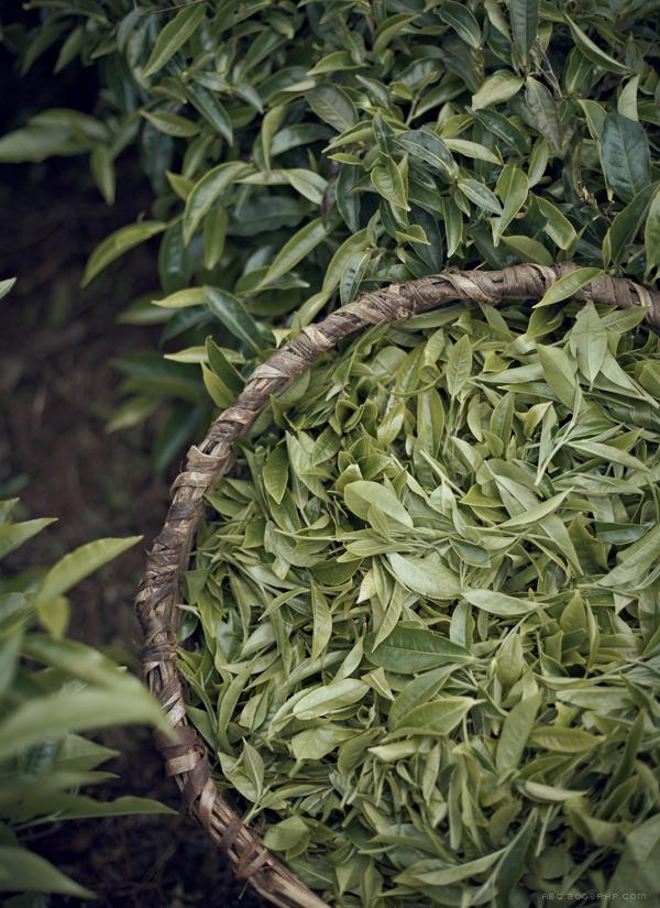 肯尼亚茶农人物肖像---酷图编号14