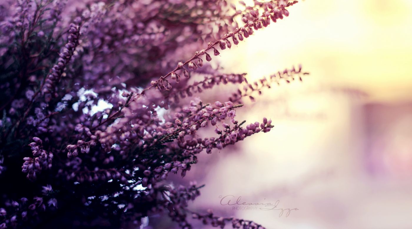 夏天的色彩-紫色花瓣植物图片