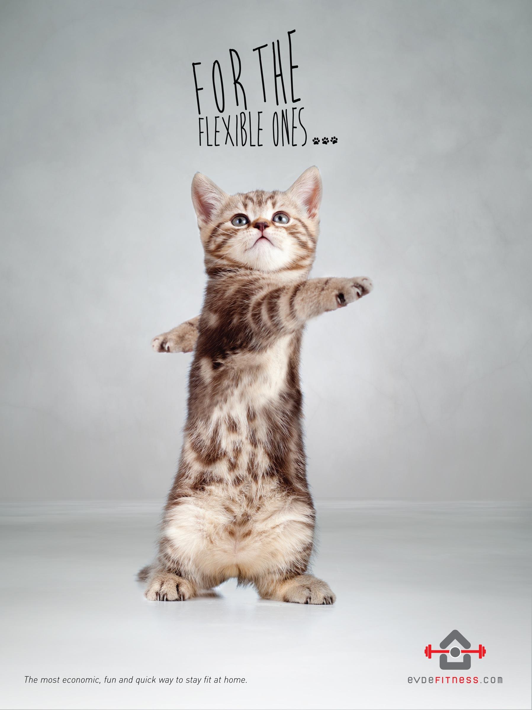 Evdefitness宠物猫举重平衡平面广告---酷图编号2