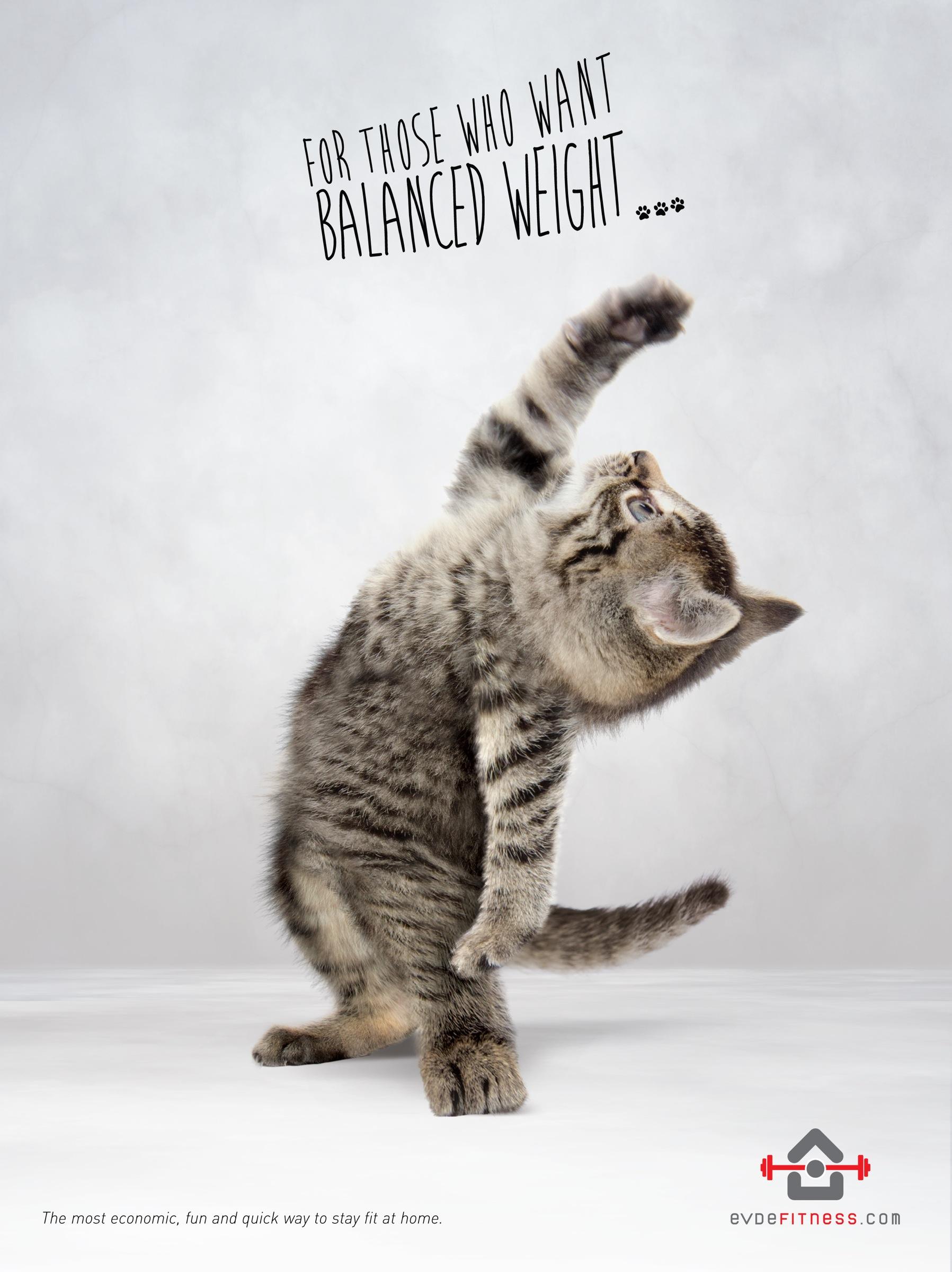 Evdefitness宠物猫举重平衡平面广告---酷图编号1