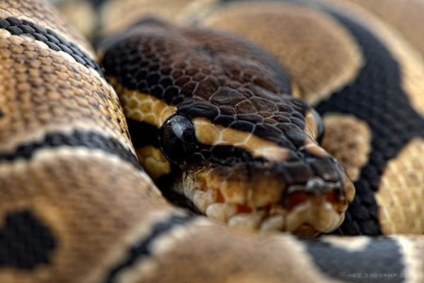 蛇是两栖类爬行动物吗 20140728174850.jpg